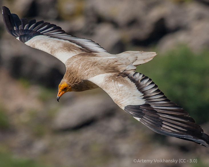 Egyptian Vulture in flight, viewed from above