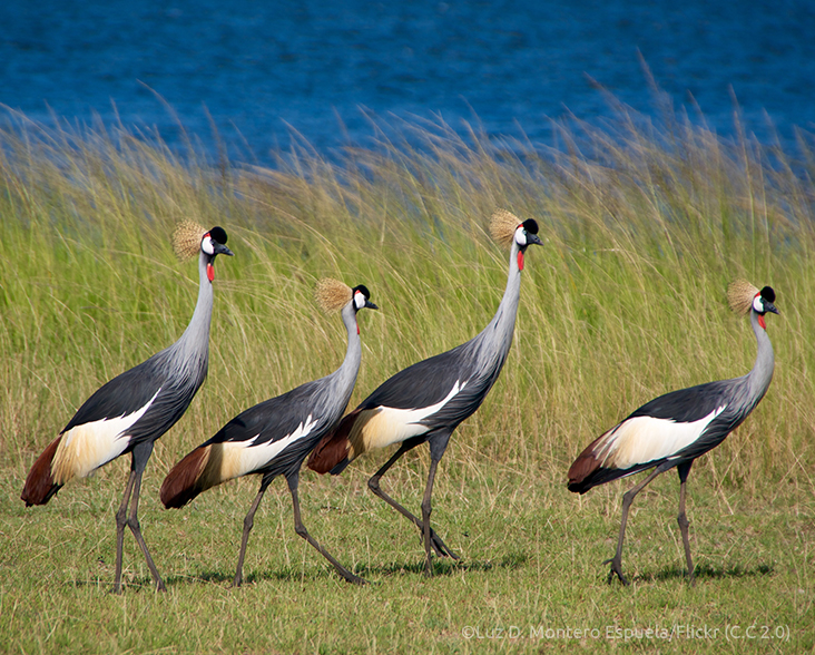 A group of four Grey-crowned Crane, Uganda