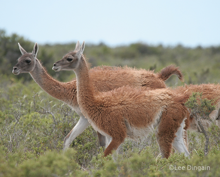 Guanacos at La Esperanza