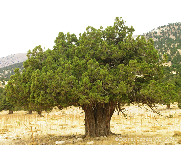 View of an old Juniper tree