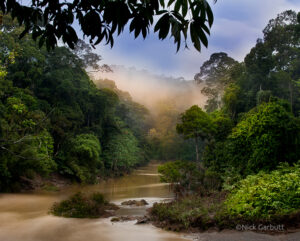 A view of the Kinabatangan River, Malaysian Borneo