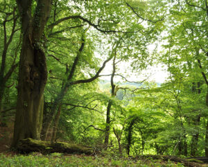 A view of the woodland at Kites Hill