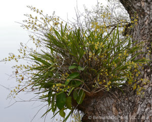 Leopard Orchid growing on a tree