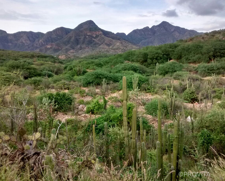 A view of Margarita Island habitat from Yellow-shouldered Parrot observation point.