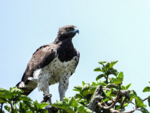 A magnificent Martial Eagle perched on a tree