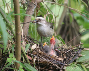 A Pale-headed Brushfinch feeding its chicks at the nest