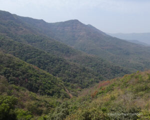View of the Sacred Groves, Western Ghats