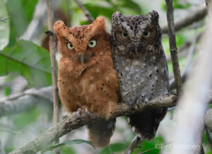 A pair of Sokoke Scops Owl sitting on a branch