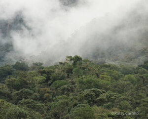 A view of the Tabaconas cloud forest