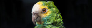 Portrait image of a Yellow-shouldered Parrot, Venezuela