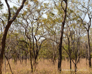 Habitat scene, Zambia