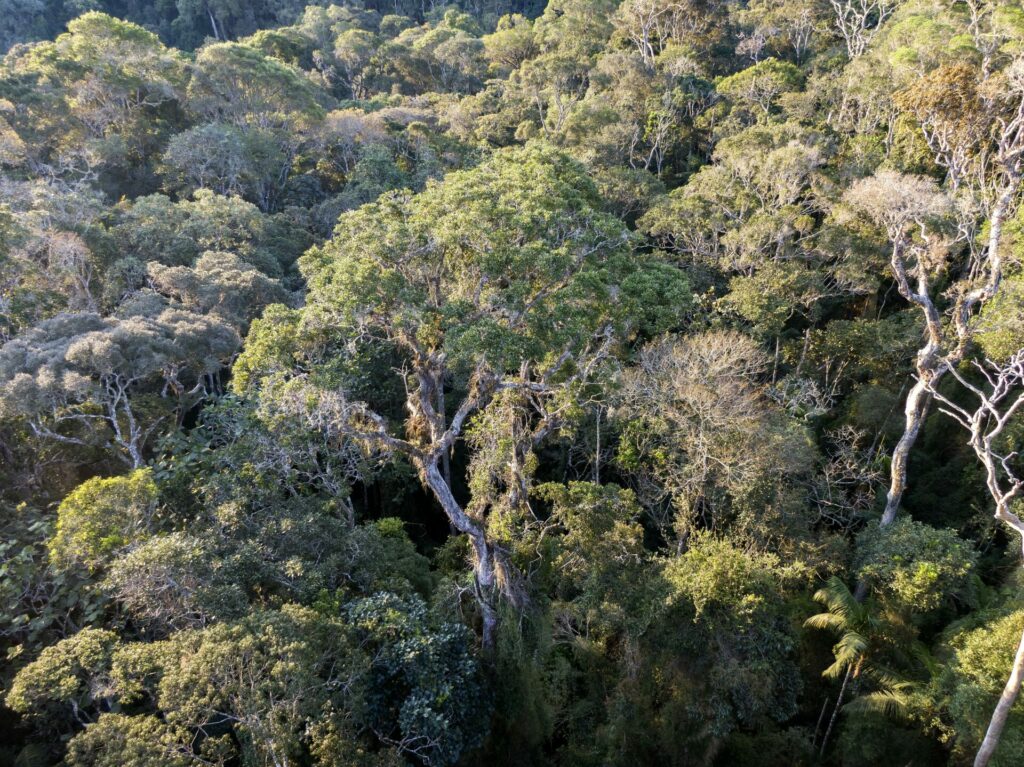 A dense forest landscape taken from birds-eye view. 