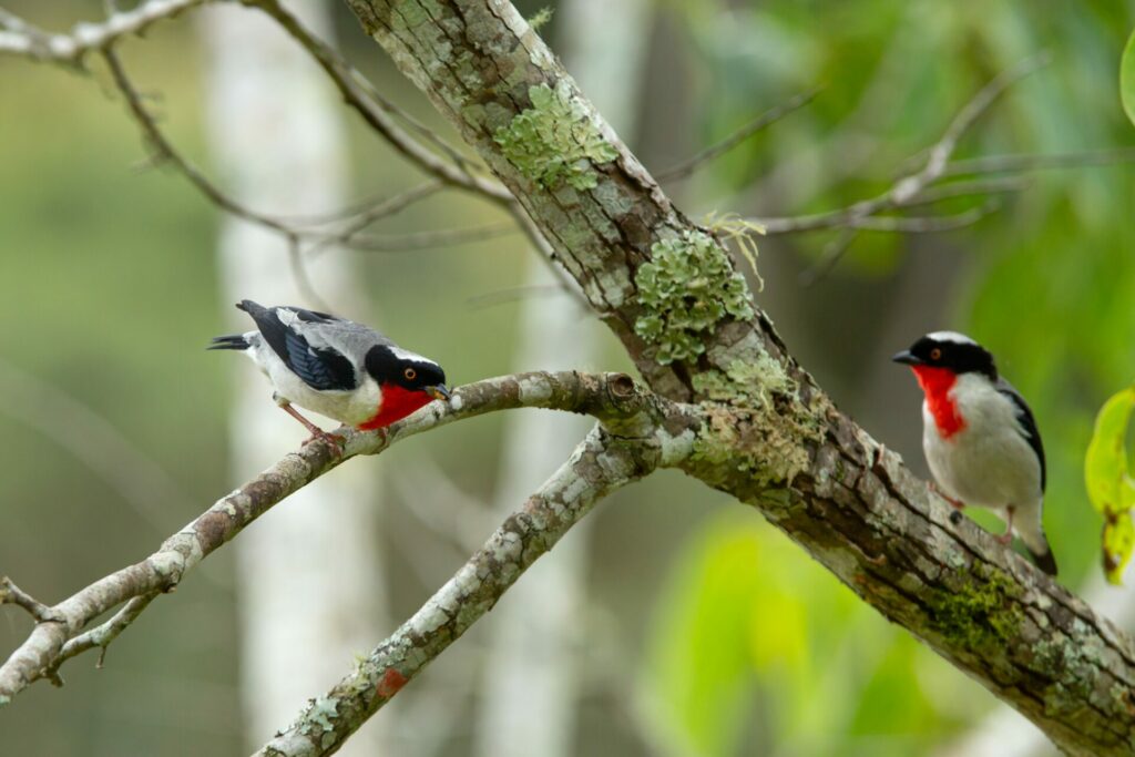 Two cherry-throated tanager birds are perched on a tree branch. The tree is covered in crusty green lichen. The birds appear to have vegetation in their mouths.