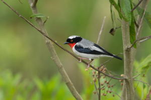 A Cherry-throated tanager is perched on a thin tree branch. The bird has black and white feathers, a black head with a white patch on the top, and a bright orange iris. His throat and chest is bright red. The branch is covered in green lichen.