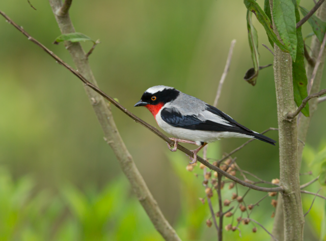 A Cherry-throated tanager is perched on a thin tree branch. The bird has black and white feathers, a black head with a white patch on the top, and a bright orange iris. His throat and chest is bright red. The branch is covered in green lichen.
