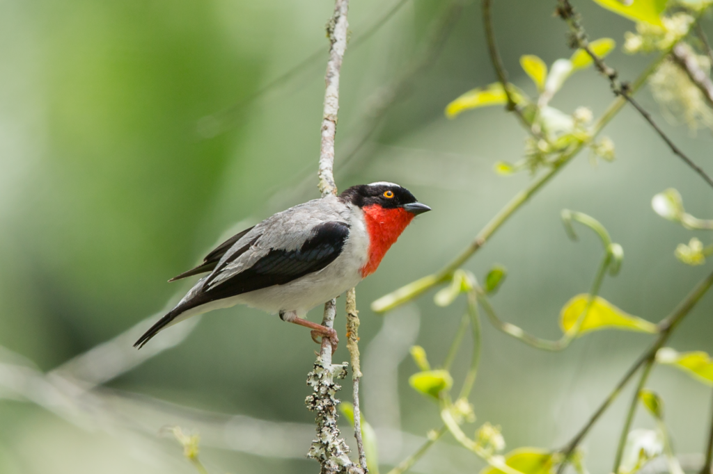 A Cherry-throated tanager is perched on a thin tree branch. The bird has black and white feathers, a black head with a white patch on the top, and a bright orange iris. His throat and chest is bright red. The branch is covered in green lichen.