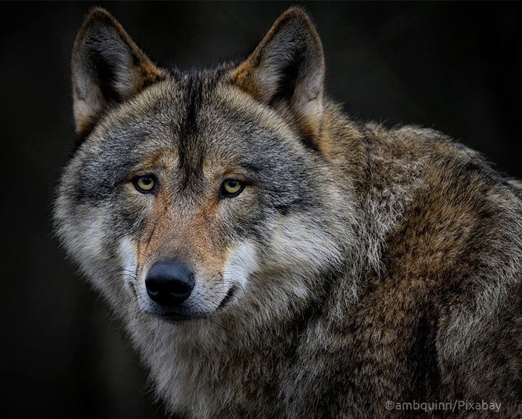Grey Wolf looking straight at the camera