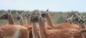 A herd of Guanacos in Patagonia. ©Lee Dingain