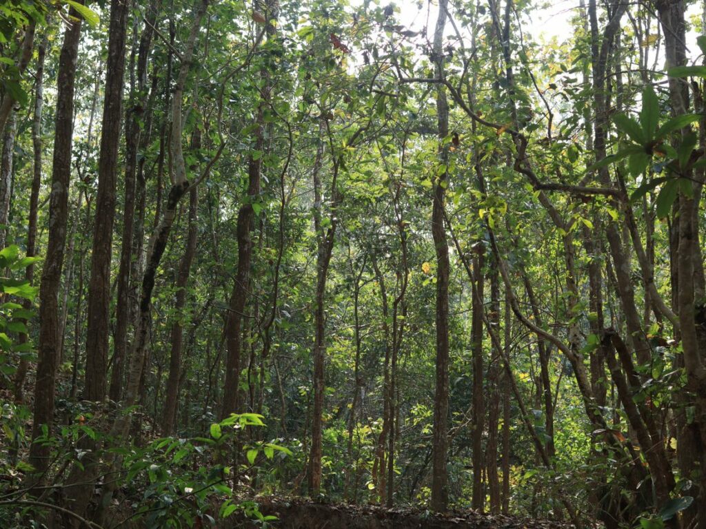 A dense green forest with multiple long, slender tree trunks standing tall.