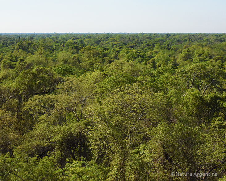 A panoramic view of Santa Victoria Este Chaco Provincial Reserve