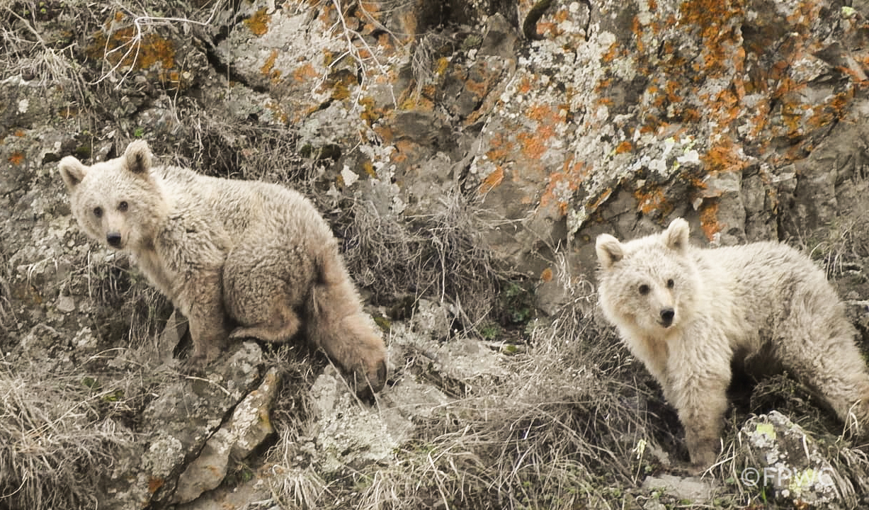 Syrian Brown Bear cubs caught on camera trap in CWR 