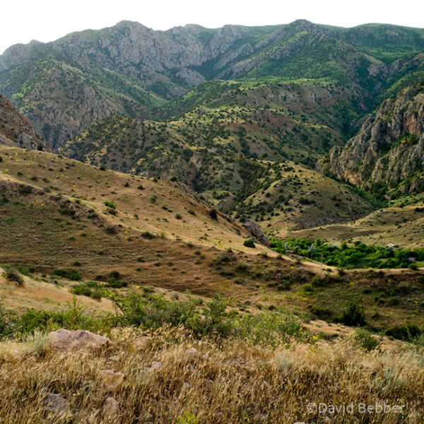 HELP RESTORE ARMENIA’S FORESTS