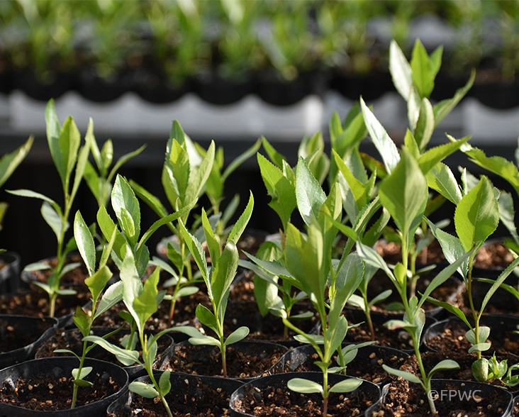 Seedlings in tree nursery Armenia