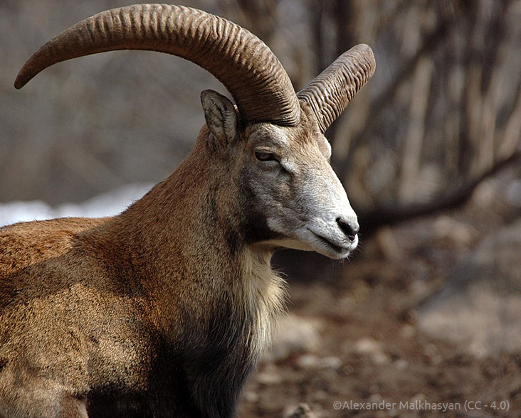 Armenian Mouflon