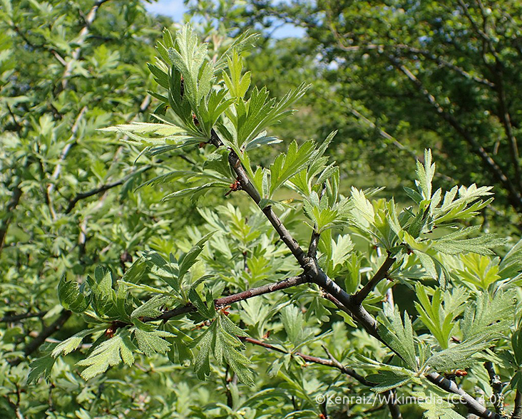 Oriental Hawthorn