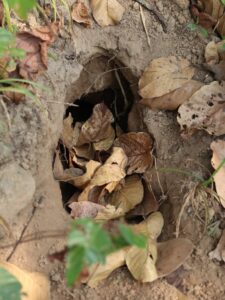 A small oval-shaped hole in the earth with leaf litter surrounding it and inside. It is a pangolin burrow on a forest floor.