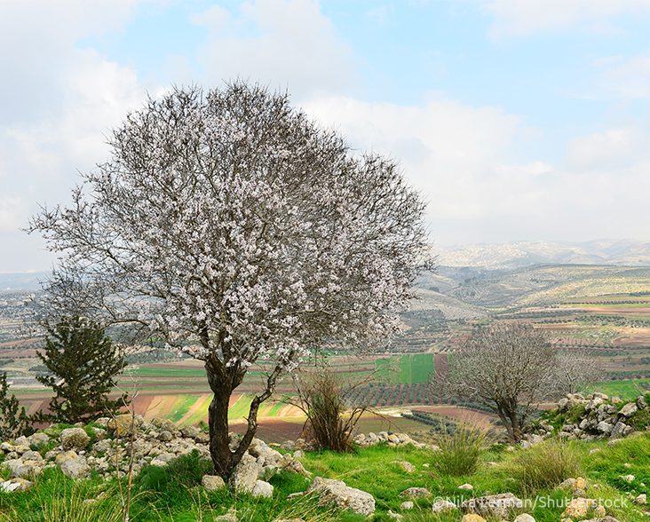 View of a flowering Wild Almond tree