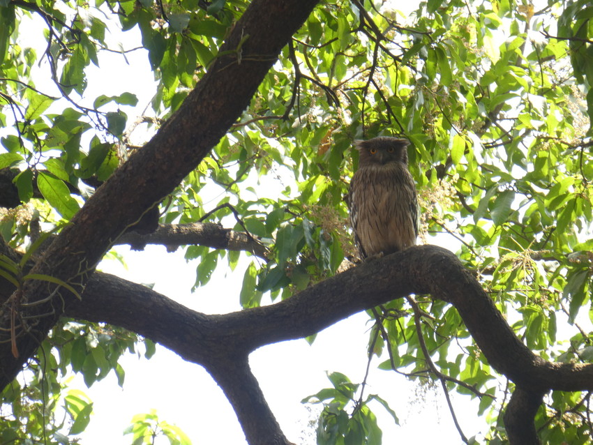 A Brown Fish Owl is sat in a tree on a curvy tree branch looking towards the camera lens.