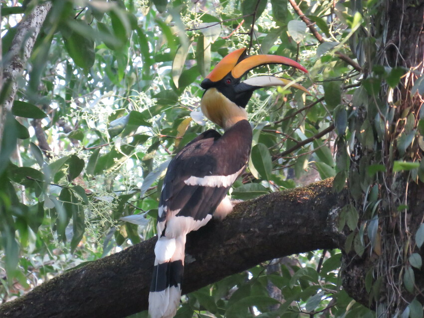 A Great Hornbill is perched on a thick tree branch and is surrounded by dense green foliage in the canopy. The bird has striking black and white striped markings on its lower body and tail, and has a vivid orange head and upper beak. Its neck is yellow and has reddish eyes.