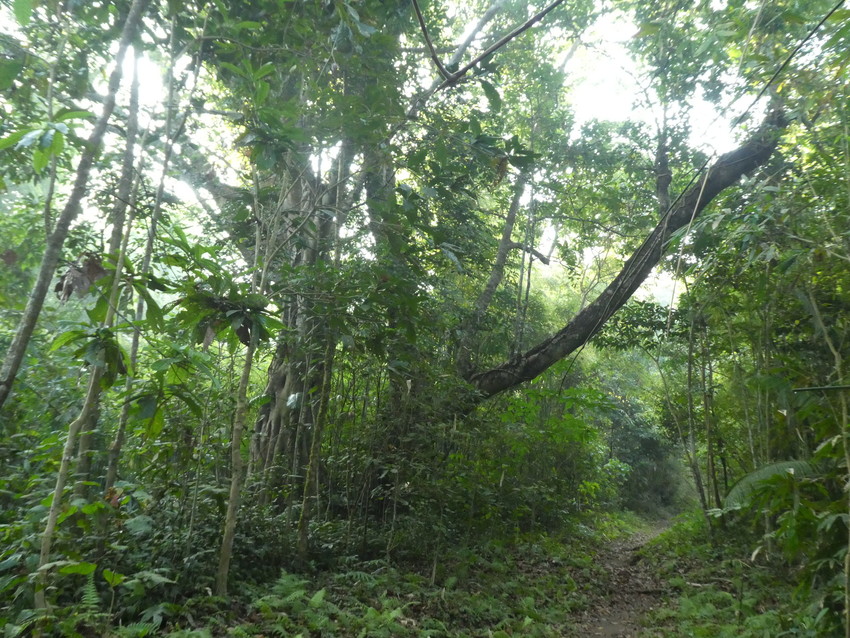 A dense green forest is filled with tall trees and scrub. A path leads into the forest and is covered in brown leaf litter.