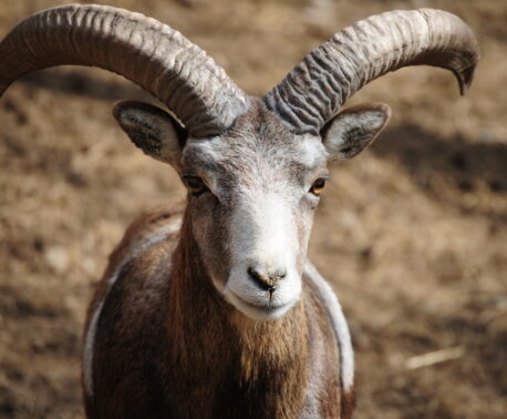 A mouflon in Armenia's Caucasus. It has very large curved grey horns, with a white and grey face and its body is coloured with a variation of brown, black and white markings.