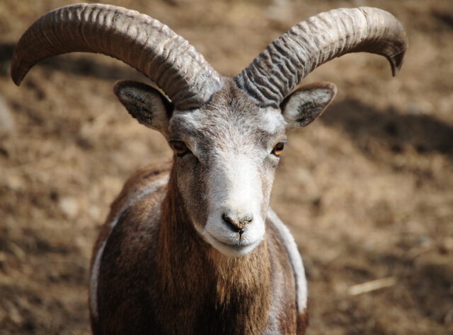 A mouflon in Armenia's Caucasus. It has very large curved grey horns, with a white and grey face and its body is coloured with a variation of brown, black and white markings.