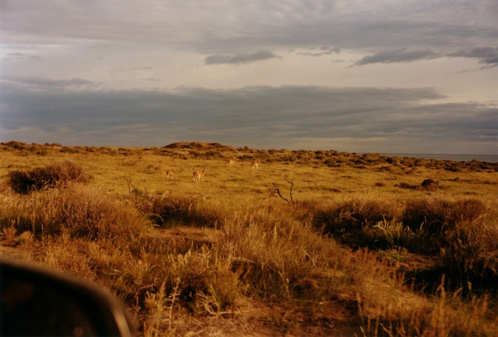 A plateau of grassland extends out into a flat horizon, with several Guanacas dotted around the landscape. In the bottom left of the image is the corner of a vehicle's wing mirror.