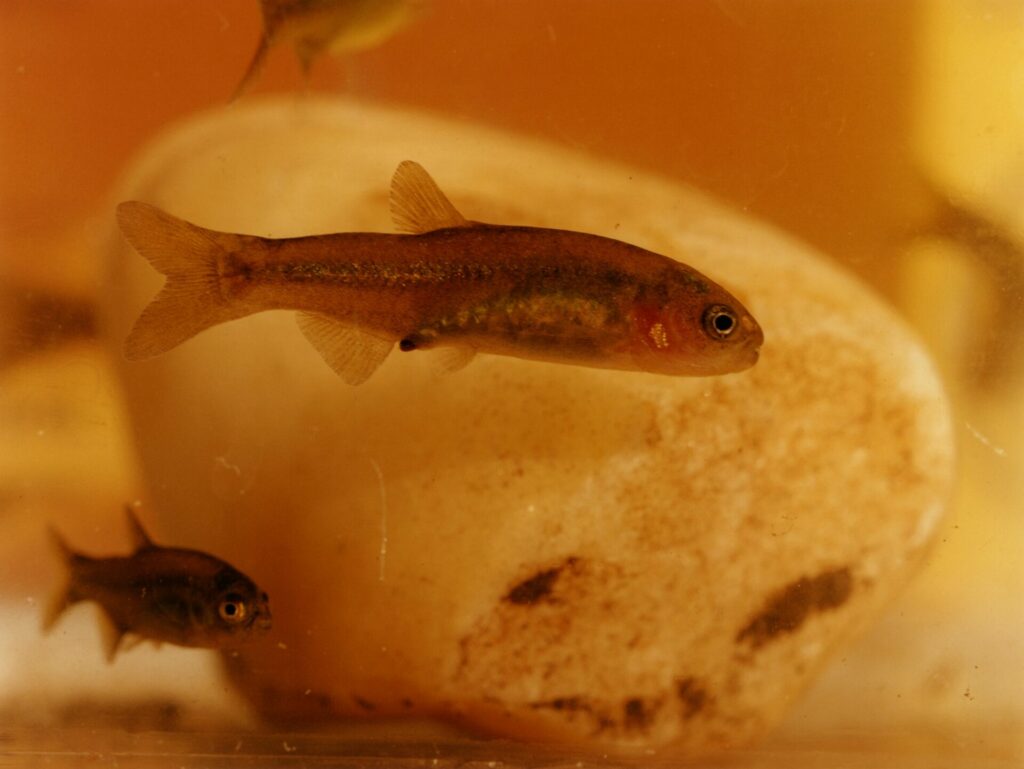 Several fish are swimming through water with a large white rock in the background. In the foreground at the centre of the image is a Naked Characin fish.