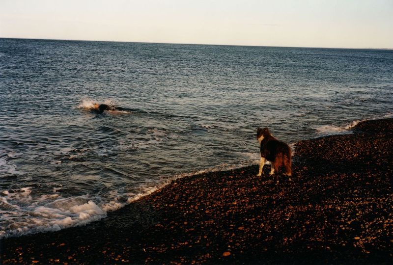 A dog stands on the sea shore, with the sea in the background. The head of a whale is breaching in the water, sending large spurts of water into the air above the water's surface.