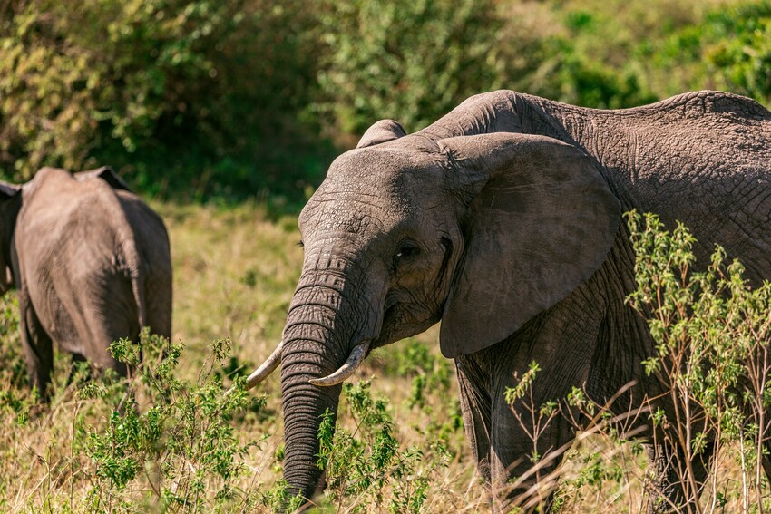 Two African Elephants stand in a grassy landscape with trees surrounding them. One in the foreground looks side-on to the camera, whilst the other has its back turned.