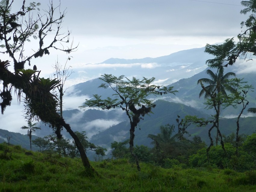 A cloud forest landscape lies in the background, with a mist rising up into the mountains. in the foreground are some trees standing on a grassland.