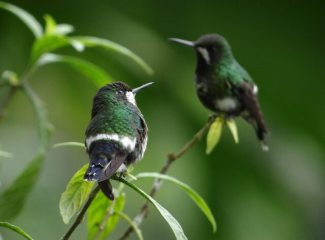 Two small birds are perched on thin tree branches in a forest. The birds have green backs with black facial markings and white chests. Their beaks are long and pointed at the ends.