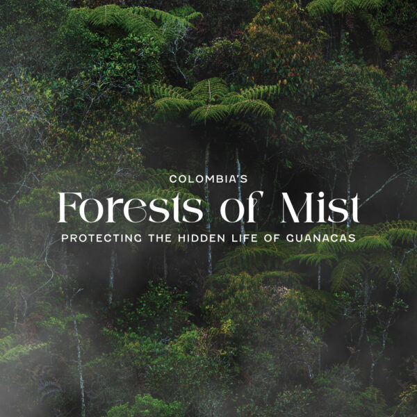 Forests of Mist Appeal