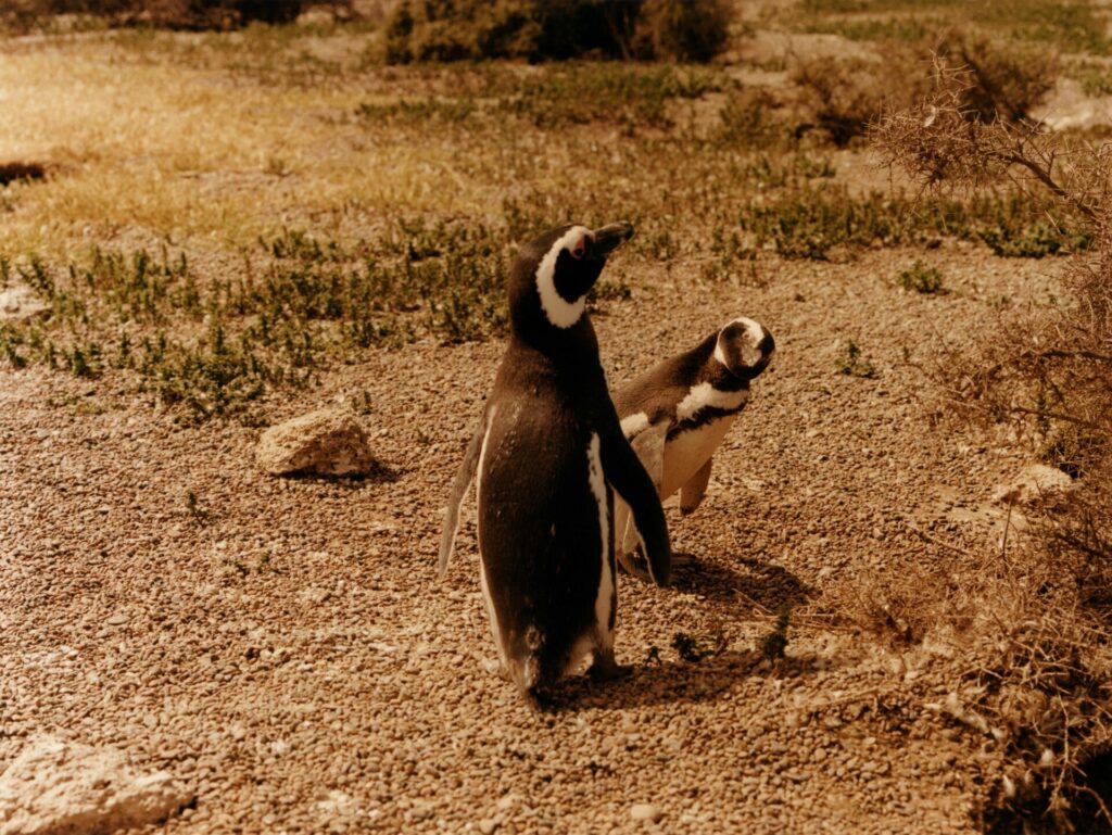 Two penguins stand on gravel earth. One has its back to the camera, whilst the other peers out from behind staring directly at the camera.