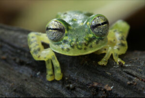 A bright green frog sits on a tree branch with its eyes closed and facing towards the camera.