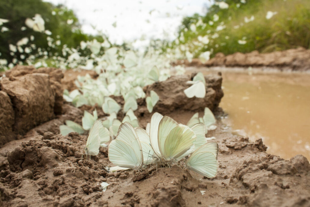 A cluster of pale green butterflies gather on sandy soil. It is a chaotic scene with many fluttering in the air whilst others are stood on the ground below.