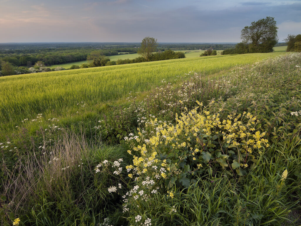 A wildflower meadow with a diversity of flowering plants with agricultural fields in the background.