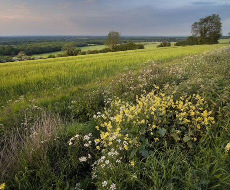 A wildflower meadow with a diversity of flowering plants with agricultural fields in the background.