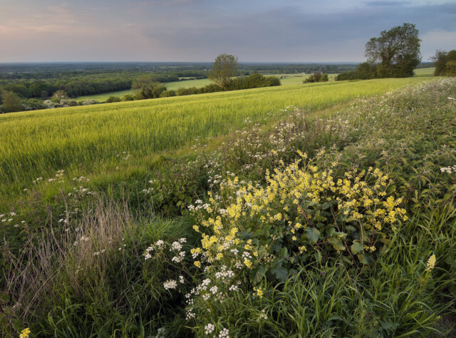 A wildflower meadow with a diversity of flowering plants with agricultural fields in the background.