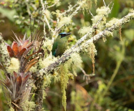 A colourful bird is perched on a fine tree branch. The tree appears very old and fragile, covered in pale green lichens.